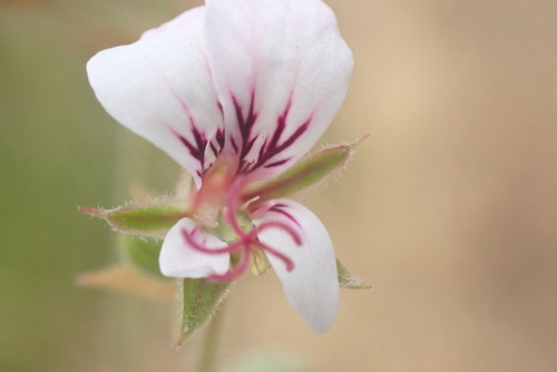 Image of Pelargonium candicans by (c) Nicola van Berkel, some rights reserved (CC BY-SA)
