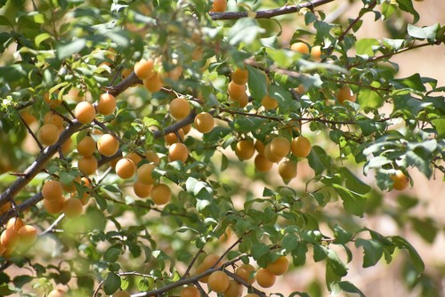 Prunus cerasifera
