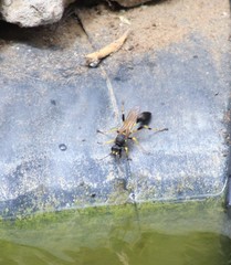 Sceliphron destillatorium