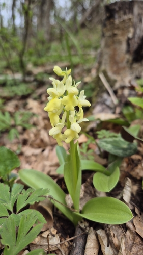 Image of Orchis pallens by (c) Christoph Moning, some rights reserved (CC BY)