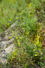 Adenophora stenanthina