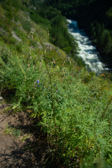 Adenophora stenanthina