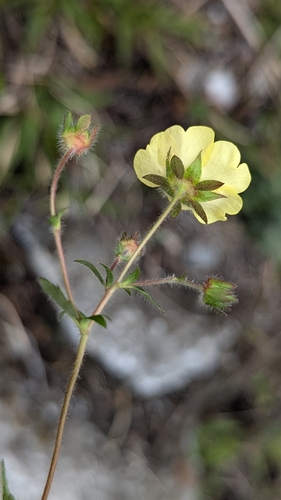 Image of Potentilla matsumurae by (c) Cheng-Te Hsu, some rights reserved (CC BY)
