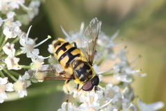 Myathropa florea