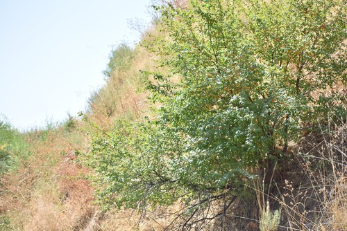 Prunus cerasifera