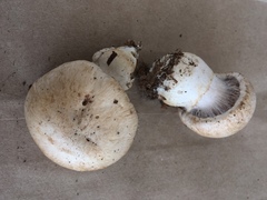Cortinarius firmus