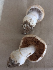 Cortinarius firmus