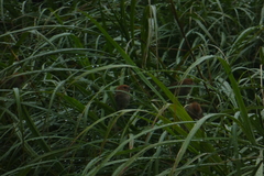 Sinosuthora webbiana bulomacha