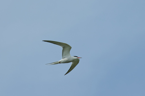 Charrán común (Sterna hirundo)