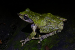 Kurixalus eiffingeri