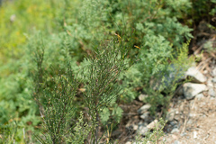 Ephedra dahurica