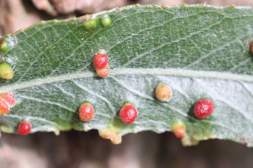 Willow Bead Gall Mite, Alkmaar, Nederland, photo 6 of 10