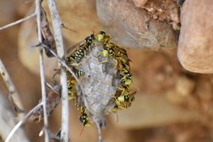 Polistes mongolicus