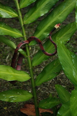 Siphlophis compressus