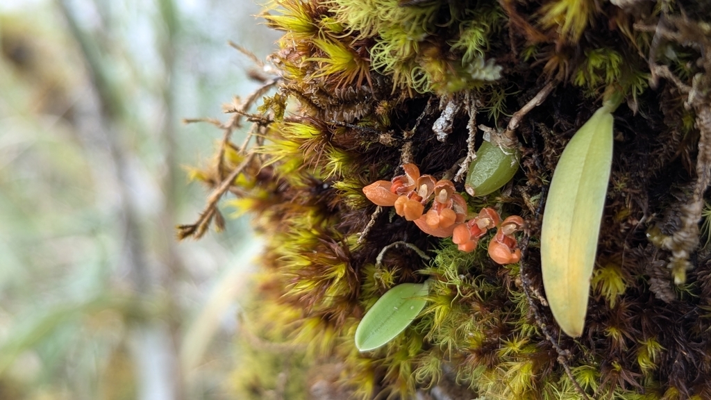 Bulbophyllum brevipedunculatum