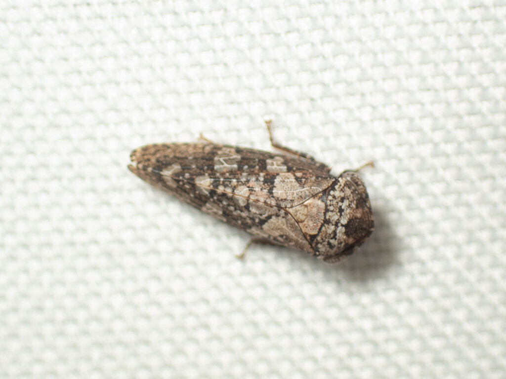 Macroceps moorei
