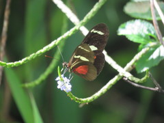 Heliconius ricini