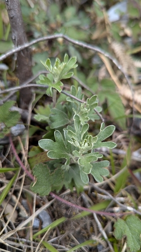 Chrysanthemum morii, photograph 2
