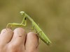 Mantises - Photo (c) Roman, some rights reserved (CC BY), uploaded by Roman