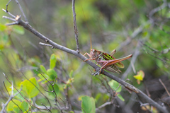 Gampsocleis sedakovii