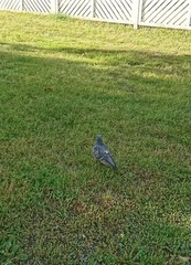 Columba livia domestica