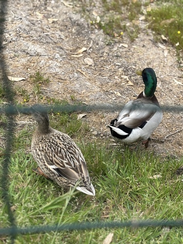 Canard colvert
