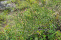 Ephedra dahurica