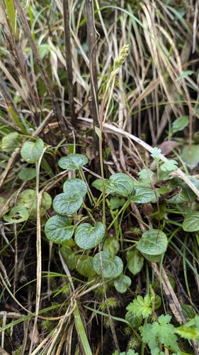 Taiwan Pyrola (Pyrola morrisonensis)
