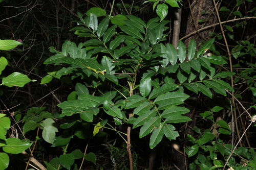 Image of Flindersia australis by (c) Greg Tasney, some rights reserved (CC BY-SA)