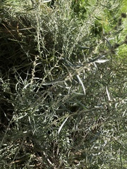 Artemisia cana