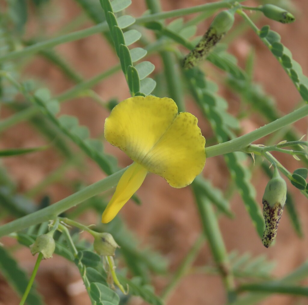 Sesbania pachycarpa DC.