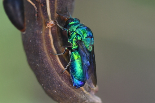 Emerald Cuckoo Wasp