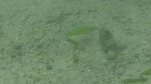 Halichoeres chloropterus