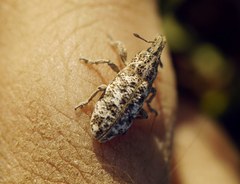 Cyphocleonus dealbatus