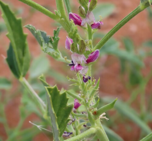 Image of Cyamopsis Serrata (Cyamopsis serrata) by no rights reserved