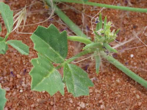 Image of Cyamopsis Serrata (Cyamopsis serrata) by no rights reserved