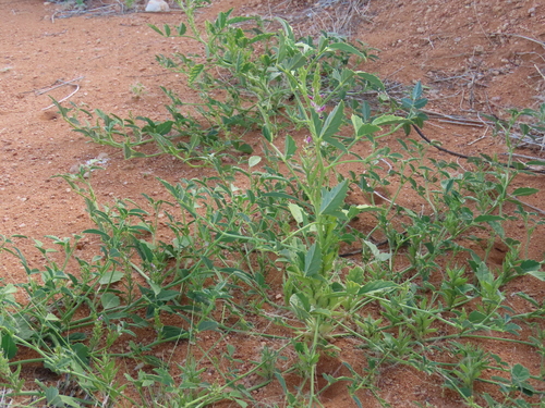 Image of Cyamopsis Serrata (Cyamopsis serrata) by no rights reserved