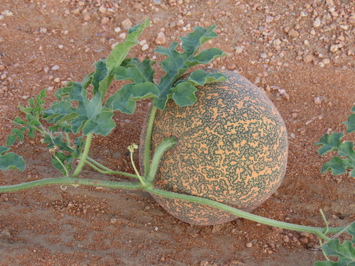 Image of Citrullus rehmii by no rights reserved
