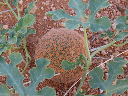 Image of Citrullus rehmii by no rights reserved