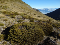 Veronica hectorii demissa