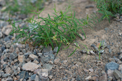 Vincetoxicum sibiricum