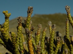 Veronica hectorii demissa