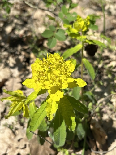Cushion Spurge