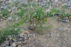 Vincetoxicum sibiricum