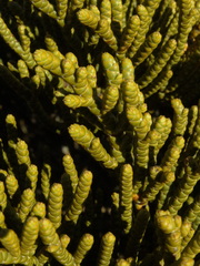 Veronica hectorii demissa