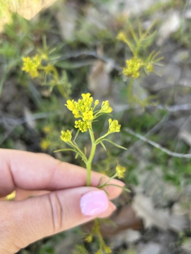 Creeping Yellowcress