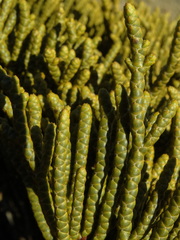 Veronica hectorii demissa