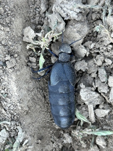 Meloe cicatricosus