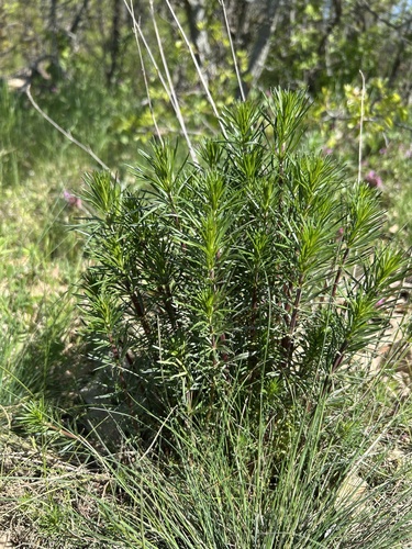 Lady's Bedstraw
