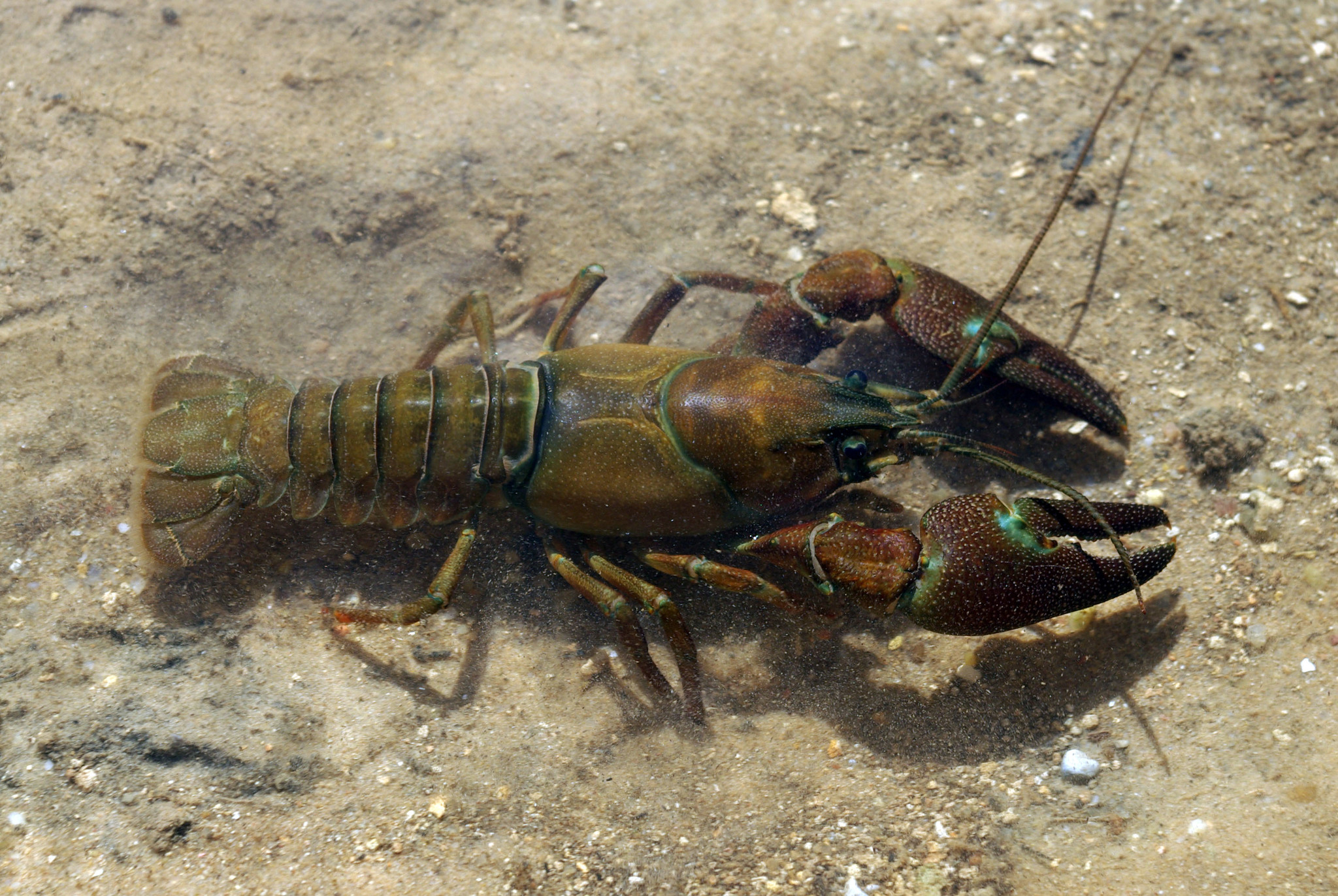 Signal Crayfish (Pacifastacus leniusculus) - Species Profile